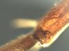 Nomada marshamella